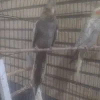 عروس هلندی جوجه مولد|پرنده|قم, شهرک توانیر|دیوار