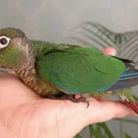 یک جفت گرینچیک.یک جفت طوطی تراکویس.۳ تا کوتوله|پرنده|کاشان, سرپله جدید|دیوار