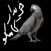 و فروش انواع کاسکو کاکادو ماکائو سالم و پرکن