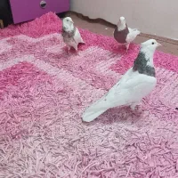 کبوتر طوقی|پرنده|تهران, شهرک رضویه|دیوار