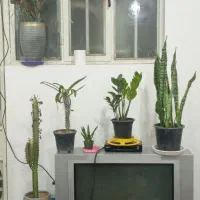 اجاره روزانه/هفتگی/لکس پایین ۱۲۰ متری|اجارهٔ کوتاه‌مدت آپارتمان و سوئیت|دزفول, |دیوار