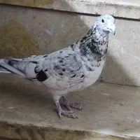 کبوتر|پرنده|شیراز, سعدیه شمالی|دیوار