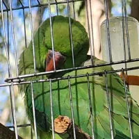 طوطی ملنگو سبز گمشده