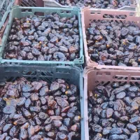 فروش خرمای خنیزی