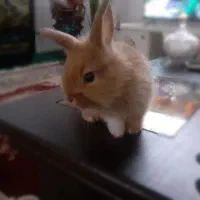 بچه خرگوش دورگ لپ جرسی