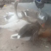 غاز برای فروش قیمت یک و پانصد