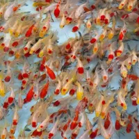 ماهی قرمز|ماهی|تهران, سلیمانی|دیوار