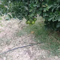 فروش زمین فوری ایده ال برای سرمایه گذاری