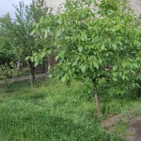 ویلا،منزل،سوییت،اجاره داخل شهر