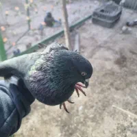 قلاق .شکار|پرنده|خمینی‌شهر, |دیوار