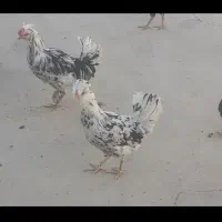 مرغ وخروس گلین|حیوانات مزرعه|اصفهان, قهجاورستان|دیوار