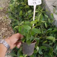 گل هویا ۱۹ ت|گل و گیاه طبیعی|اصفهان, زاجان|دیوار
