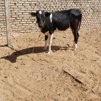 اهواز|حیوانات مزرعه|اهواز, کیانشهر|دیوار