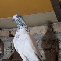 کبوتر پرشی اس