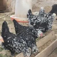 تخم مرغ نطفه دار گلین|حیوانات مزرعه|شهرکرد, |دیوار