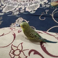 مرغ عشق|پرنده|خرمشهر, |دیوار