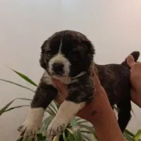 سگ افغان نگهبان گله ای|سگ|بندرعباس, |دیوار