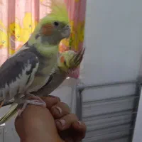 عروس هلندی نروماده