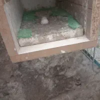 یک جفت پرنده نروماده کوتوله یاطوطی برزیلی