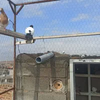 کبوتر|پرنده|ملکان, |دیوار