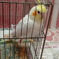 عروس هلندی|پرنده|شیراز, حومه شیراز|دیوار