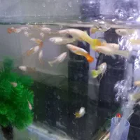 یک گله ۴۰ عددی ماهی گوپی|ماهی|ملایر, |دیوار