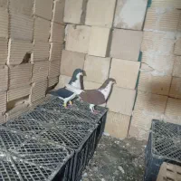 کبوتر|پرنده|پلدختر, |دیوار