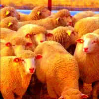 نژاد اصیل** ایرانی **گوسفند کم دنبه زنده