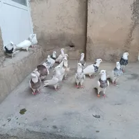 کبوتر طوقی|پرنده|تویسرکان, |دیوار