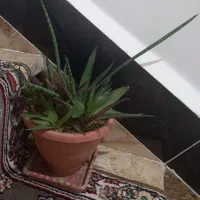 گل و گلدان طبیعی|عمدهفروشی|بوکان, |دیوار