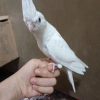 سه عدد عروس هلندی