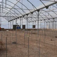 اجاره گلخانه