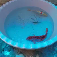 ماهی کوی ژاپنی از۸۰سانت تا۱۰سانت