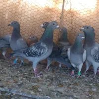 کبوتر پلاکی جوان غریب