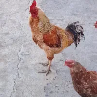 فروش خروس سالم سرحال