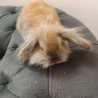 دوتا خرگوش لپ دوتاش باهم۵۰۰|موش و خرگوش|مشهد, دوست آباد|دیوار