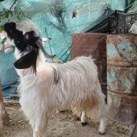 کهره|حیوانات مزرعه|شنبه و طسوج, |دیوار