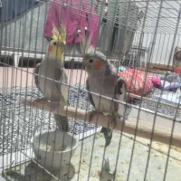 عروس هلندی بازیگوش