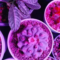 فروش کاکتوس و ساکولنت های کلکسیونی