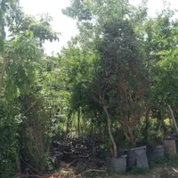 باغبانی درختچه نهالستان نهال درخت گل وگیاه فروشی|خدمات باغبانی و درختکاری|تهران, باغ خزانه|دیوار