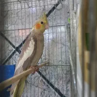 عروس مرغ عشق برزیلی|پرنده|قرچک, شهرک طلائیه|دیوار