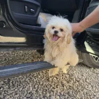 توله خانگی|سگ|سلفچگان, |دیوار