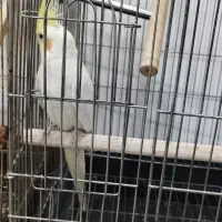 عروس هلندی نر|پرنده|ایلام, |دیوار