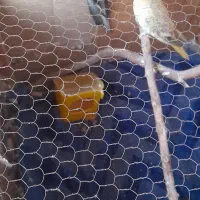 دو عدد عروس هلندی