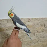 عروس هلندی نر مست دستی فروش و معاوضه