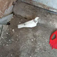 کبوتر سفید تهرانی|پرنده|بابا حیدر, |دیوار