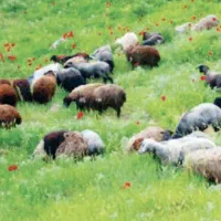 یک-واحد-دامداری-برای-اجاره