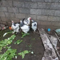 مرغ خروس برهما