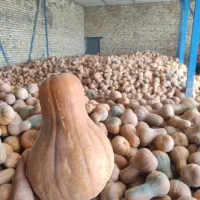 کدو حلوایی درجه۱ شیرین