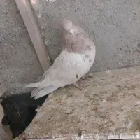 البخش|پرنده|کبودرآهنگ, |دیوار